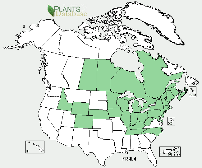 Map of Buckthorn in North America Map of Buckthorn in North America